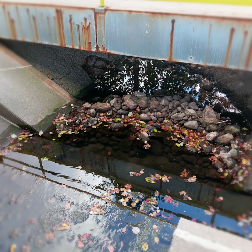 I found the stream of water in the middle of the campus, it was very beautiful but messy from the leaves and not really a nice place to sit.